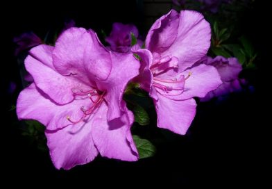 Différence entre les azalées et les rhododendrons