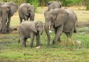 Différence entre les éléphants d&rsquo;Afrique et d&rsquo;Asie
