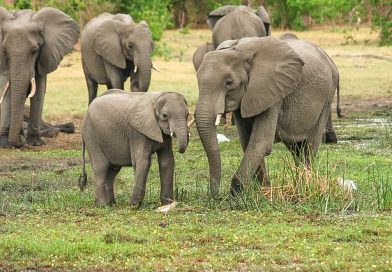 Différence entre les éléphants d&rsquo;Afrique et d&rsquo;Asie