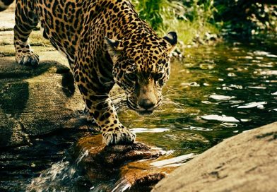 Différence entre Leopard OS X et Leopard OS X Server