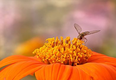 Différence entre l&rsquo;API et le service Web