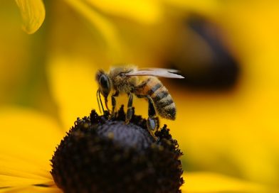 Différence entre l&rsquo;abeille africaine et l&rsquo;abeille mellifère