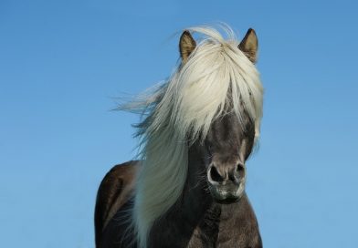 Différence entre poney et cheval