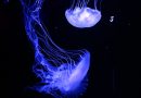 Différences entre l&rsquo;océanographie et la biologie marine