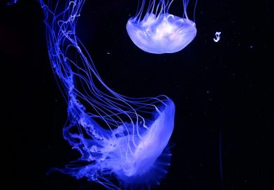 Différences entre l&rsquo;océanographie et la biologie marine